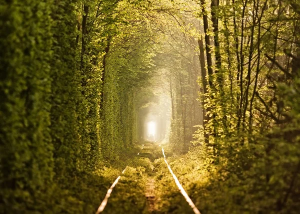 A szeretet fák alkotta természetes alagút — Stock Fotó