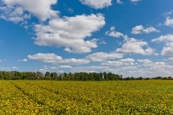 Campo com plântulas — Fotografia de Stock