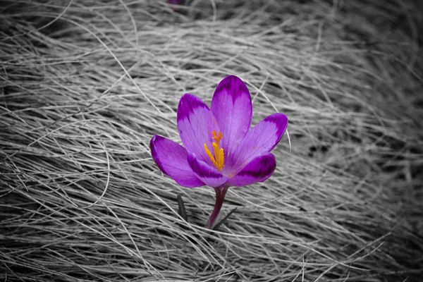 Crocus dans les Carpates (Ukraine ) Photo De Stock