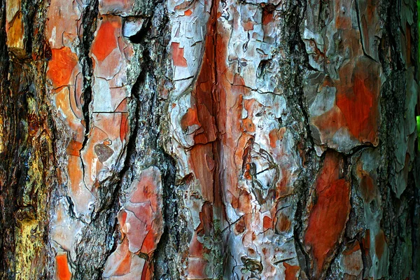 松樹皮質 — ストック写真