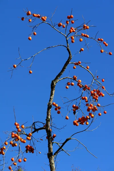 Autumn harvest persimmons — Stock Photo, Image