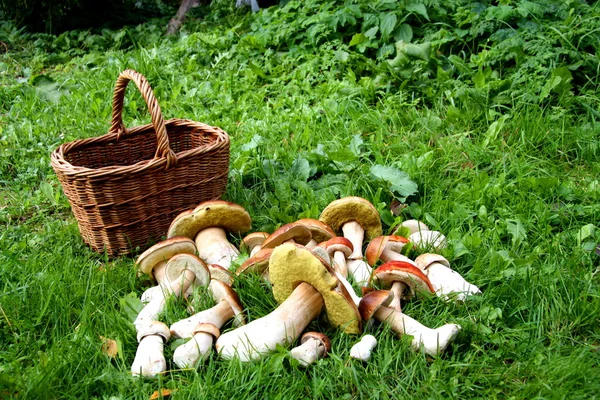 Сбор грибов в лесу Лицензионные Стоковые Изображения