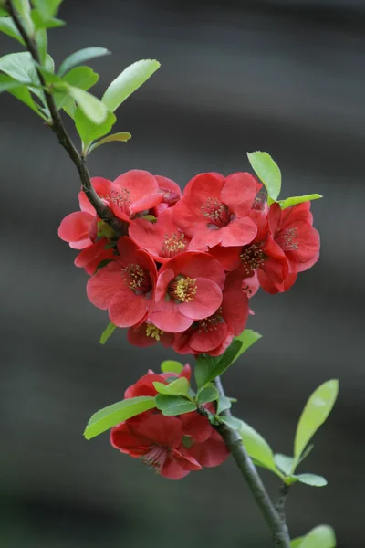 Весенний цветок Стоковое Фото
