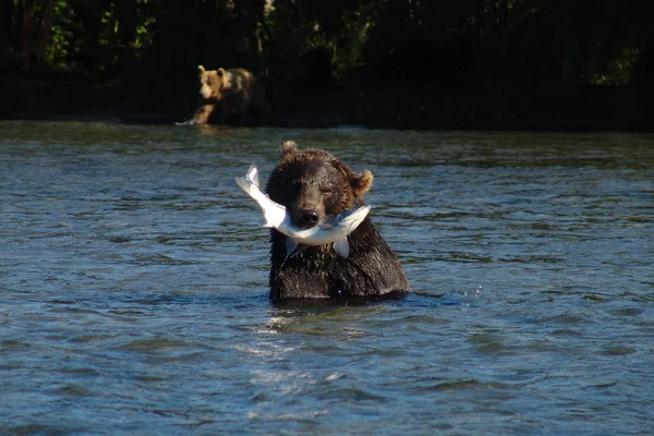 El oso atrapó al pez. — Foto de Stock