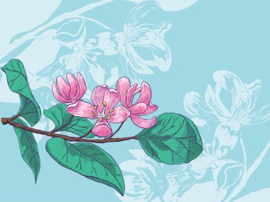 Hanımeli çiçeği.