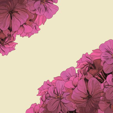 geranium pink flower