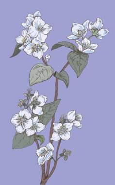 İzole beyaz çiçekler clorful