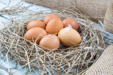 Saman kahverengi yumurta