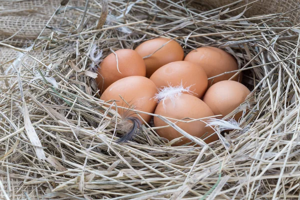 Brown eggs in hay