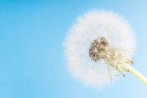 Dandelion abstract blue background. Shallow depth of field. — Stock Photo, Image