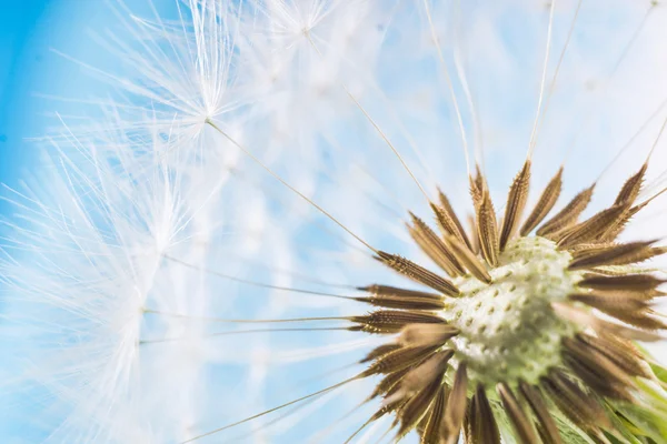 Löwenzahn abstrakten blauen Hintergrund. geringe Schärfentiefe. — Stockfoto