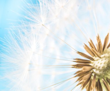 Dandelion abstract blue background. Shallow depth of field. clipart