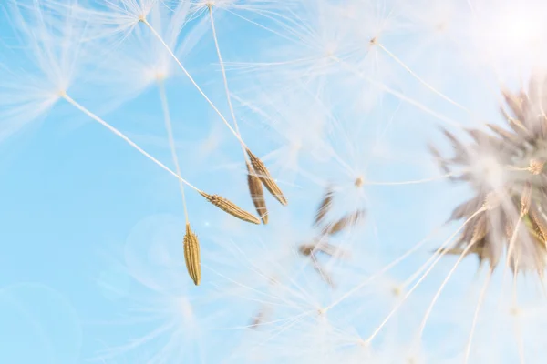 Dandelion abstract blue background. Shallow depth of field. — Stock Photo, Image