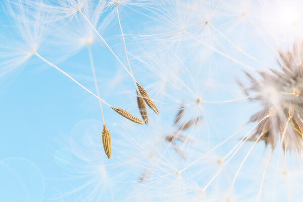 Dandelion abstract blue background. Shallow depth of field.