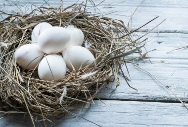 Beyaz tavuk yumurtası saman yuvaya