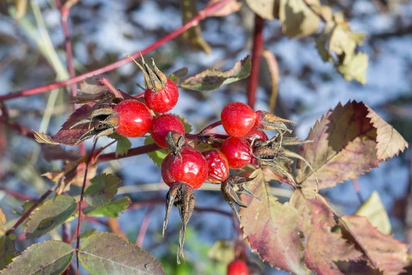 Hanches roses avec branches et feuilles en automne contre le ciel bleu — Photo