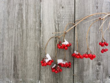 çalı çırpı ve kartopu ahşap arka plan üzerinde karda meyveler