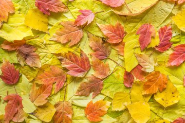 Sonbahar yaprakları, renkli sonbahar arka plan