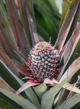 Ananas büyüyen genç 