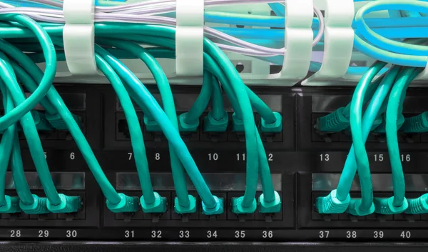 Крупним планом сині мережеві кабелі, з'єднані з панеллю патчів — стокове фото