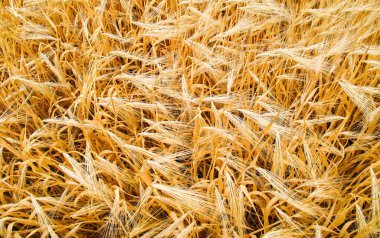 Yazın buğday tarlası