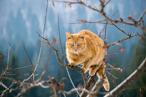 Wild cat in the mountains — Stock Photo, Image