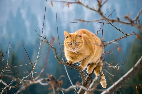 Dağlarda vahşi kedi