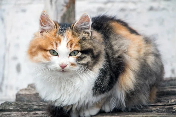 Katze auf dem Bankett — Stockfoto