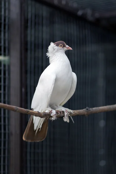 Weiße Taube auf dem Ast — Stockfoto