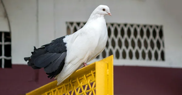 Белый голубь на желтой решетке — стоковое фото