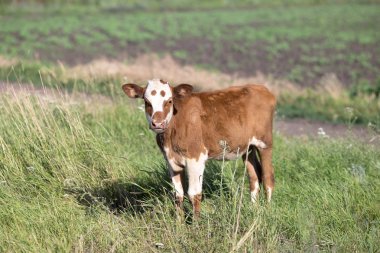litte kahverengi Köyü inek, inek vahşi