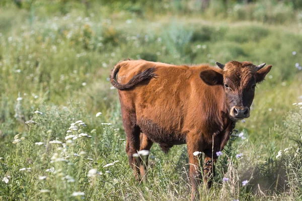 Litte vaca vilagem marrom, vaca na natureza — Fotografia de Stock