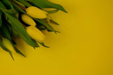 Sarı arkaplan manzaralı güzel sarı laleler. Sarı zemin üzerinde taze çiğ laleler ve metin stoku fotoğrafı için fotokopi alanı. Lale buketi sarı çerçeve