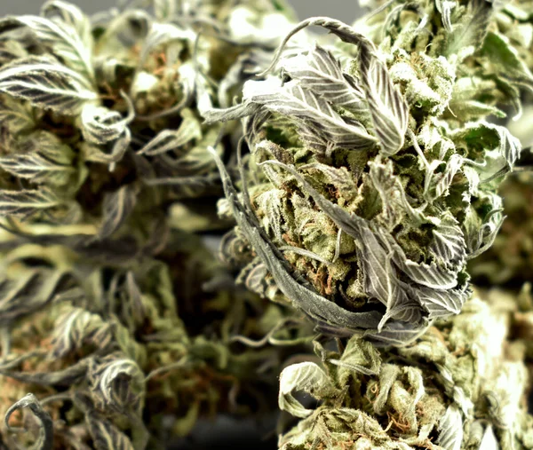Dried Marijuana Buds Close Stock Images Dried Hemp Leaves Detail — Stock Photo, Image