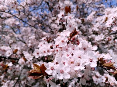 Çiçekli pembe kiraz ağacı desenli resimler. Çiçekli kiraz ağacı desenli güzel doğa sahnesi. Taze kiraz çiçekleri. Bahar dönemi konsepti. İlkbahar pembe çiçekleri.