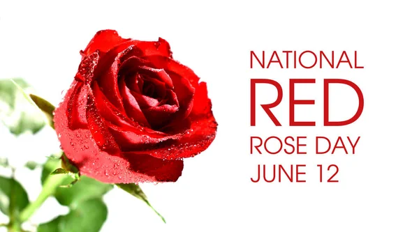 Imágenes Stock Del Día Nacional Rosa Roja Rosa Roja Aislada — Foto de Stock