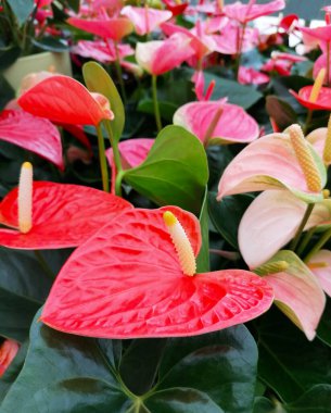 Kırmızı Anthurium andraeanum flamingo çiçeği yakın plan stok görüntüleri. Güzel kırmızı anthurium çiçeği dikey stok fotoğrafı. Egzotik çiçekli bitki detayları depolama görüntüleri