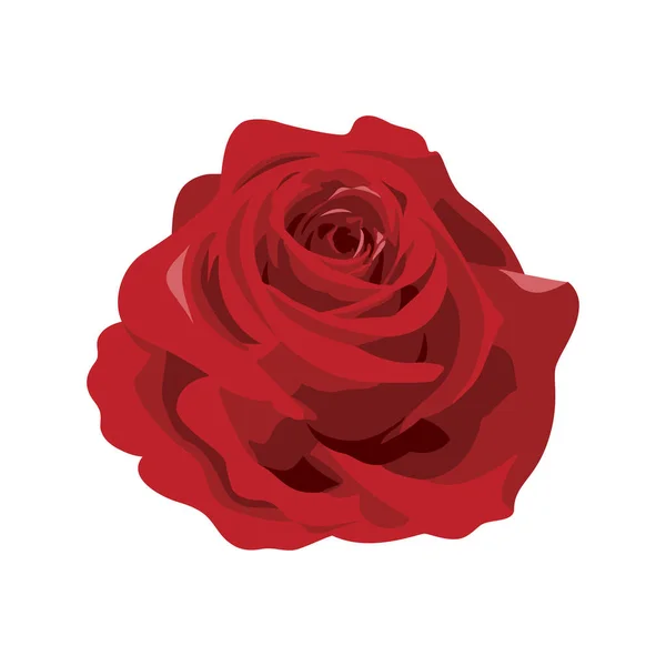 Único Vector Icono Cabeza Rosa Roja Hermosa Rosa Roja Icono — Vector de stock