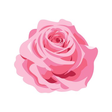 Tek bir pembe gül çiçeği baş ikon vektörü. Beyaz arka planda izole edilmiş güzel pembe gül ikonu. Tek çiçekli pembe gül vektör çizimi