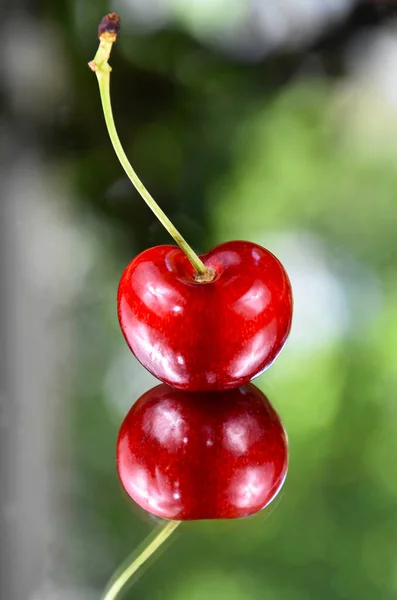 Frische Rote Kirsche Auf Grünem Hintergrund Süße Kirschfrucht Beeren Detailfotos — Stockfoto