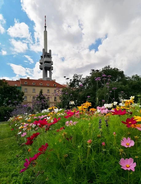 Zizkov Torre Flores Flor Parque Praga República Checa Imágenes Stock — Foto de Stock