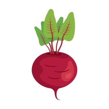 Yeşil yapraklı pancar kökü. Sağlıklı kırmızı pancar kökü sebze simgesi beyaz arkaplanda izole edilmiş