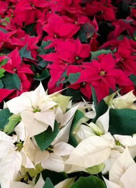 Noel beyaz ve kırmızı noktalı çiçek dikey dikey fotoğraf görüntüleri. Kırmızı ve beyaz poinsettia çiçek buketi tam kare fotoğraf resimleri arkaplan, afiş, kart, poster şablonu