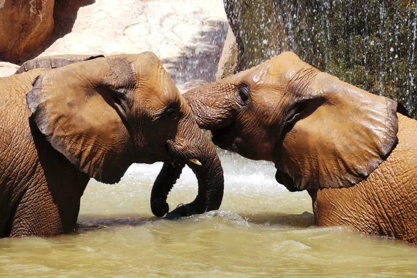 Lindos elefantes bebé —  Fotos de Stock