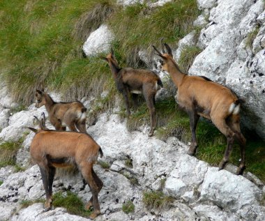 Chamois grup