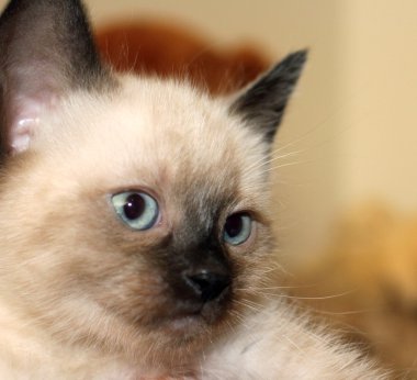 Siyam yerli kedi - yavru kedi portre