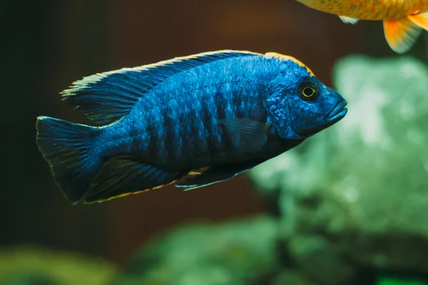 Садок для Риби акваріумні — стокове фото
