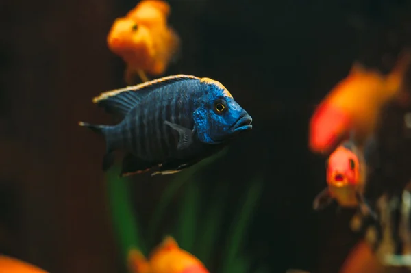 Rybki akwariowe niebieski — Zdjęcie stockowe