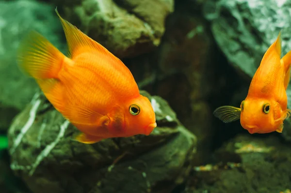 수족관 물고기-금붕어 — 스톡 사진