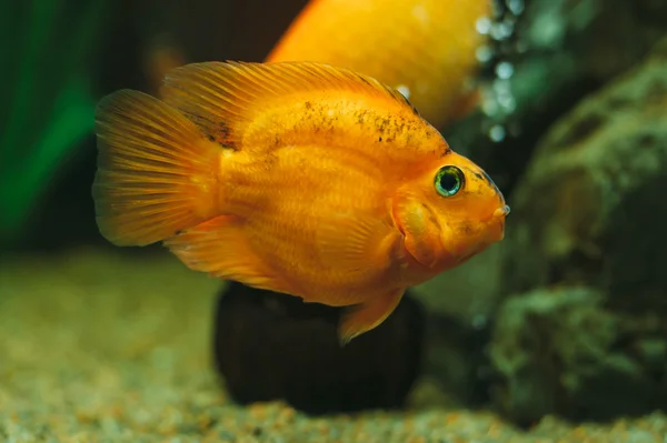수족관 물고기-금붕어 — 스톡 사진
